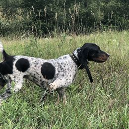 English Setters, German Shorthaired Pointers, German Wirehaired Pointers, and Labrador Retrievers from Point and Flush Gun Dogs
