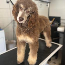Teakwood - Poodle