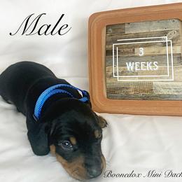 Dachshund Puppies from Marissa's Dachshunds (BooneDox Mini Dachshunds)