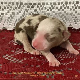 Girl 2 - Red merle Miniature Australian Shepherd puppy in Freeport, Texas from J&L Ranch Aussies