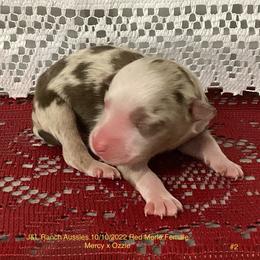 Girl 2 - Red merle Miniature Australian Shepherd puppy in Freeport, Texas from J&L Ranch Aussies