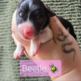 Beetle - Tri-color female Border Collie puppy in Olive Hill, Kentucky from SaturnMoon MAS & BC