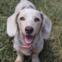 Birdie Mae - Dachshund