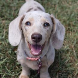 Birdie Mae - Dachshund