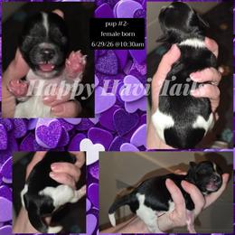 2nd born -no name yet - Black and white female Havanese puppy in Kansas City, Missouri from Happy Havi Tails