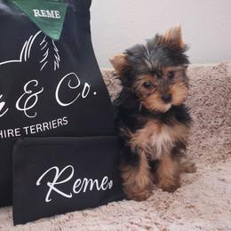 Reme - Black and tan male Yorkshire Terrier puppy in Greenwood, Wisconsin from Selah and Co.