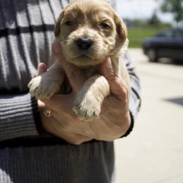 Pink - Cream female Goldendoodle puppy in Medina, Ohio from Farmer Doodles