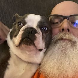 Si - French Bulldog