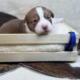 Blue collar - Liver and white male American Corgi puppy in Nashville, Arkansas from Whisenhunt Farms