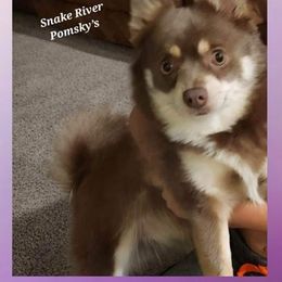Ella - Pomsky