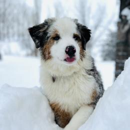 Zellie - Australian Shepherd