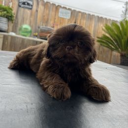 Boy (Red Collar) - Liver male Shih Tzu puppy in Whittier, California from Socal Mother Of Shih Tzus