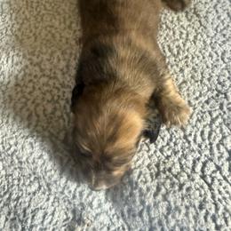 Jax - Brindle male Dachshund puppy in Lakecreek, Oregon from Forever Doxie