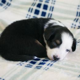 Poppy - Black tri female Miniature American Shepherd puppy in Chocowinity, North Carolina from Foxtail Hollow
