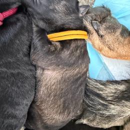 Gold Male - Sable male German Shepherd puppy in Saratoga Springs, Utah from Vom Stille Teufelshunde Kennels