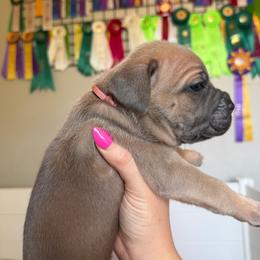 Girl 2 - Fawn female Cane Corso puppy in Briggs, Texas from Capital City Corso’s