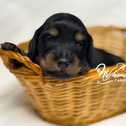Long hair - 2150 - Black and tan male Dachshund puppy in Nashville, Arkansas from Whisenhunt Farms