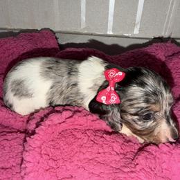 Oreo - Dapple female Dachshund puppy in Bakersfield, California from Dreaming of Dachshunds