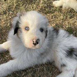 Australian Shepherd Puppies from South Ridge Aussies