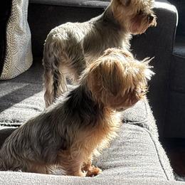 Yorkshire Terrier puppies from Devoted Doxies, Lorraine’s Yorkies