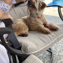 Goldendoodle Puppies from Masondixondoodles