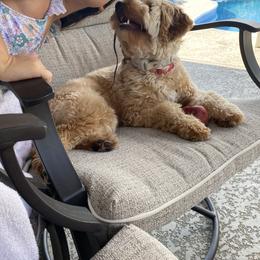 Goldendoodle Puppies from Masondixondoodles