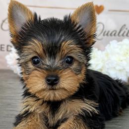 Miniature Schnauzers, Poodles, and Yorkshire Terriers from Ruby the poodle