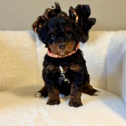Simon - Phantom male Poodle puppy in Munster, Indiana from Miranda’s Sunshine Poodles and Doodles
