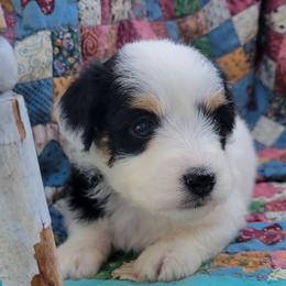 Almond Joy - Black and white female Aussiedoodle puppy in Missouri from B&M Cottonwood Canines