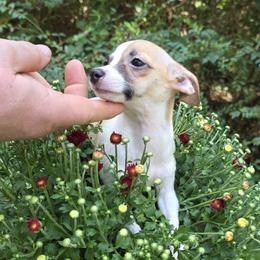 Mira - Fawn and white female Chihuahua puppy in East Camden, Arkansas from RoyAl