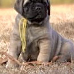 Mastiff Puppies from Beaver Creek Mastiffs