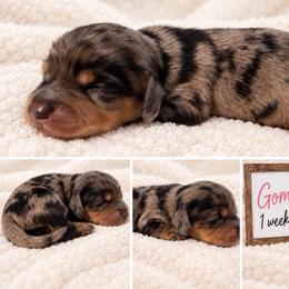 Gomez - Dapple male Dachshund puppy in Bartlett, Illinois from Dachshundsnextdoor