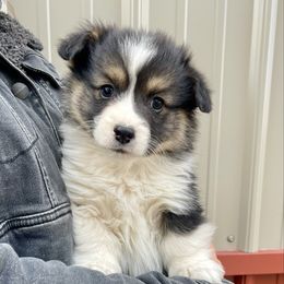 Freddy - White and black male Pembroke Welsh Corgi puppy in Jackson, Idaho from Mendoza Welsh Corgi’s