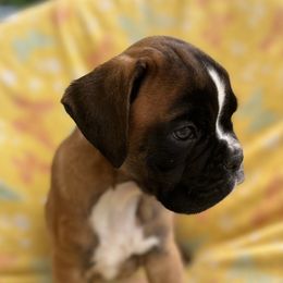 Boxer Puppies from Von Royal Dell’Infinite