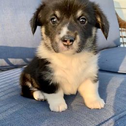 Pembroke Welsh Corgi Puppies from A&A’s Adorable Corgis