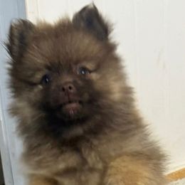 Chewbacca - Chocolate sable male Pomeranian puppy in Zavalla, Texas from Precious Puff Poms