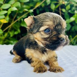 Little Rose - Black tan and white female Biewer Terrier puppy in Bunnell, Florida from Royal Biewer and Royal Aussies