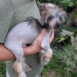 DaoDog Quasar X-ray - Palomino male Chinese Crested puppy in Highland Park, Michigan from Family Kennel Dao Dog