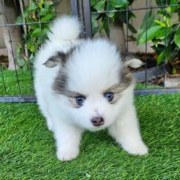 Nikki - Black and white female Pomsky puppy in Southern California, California from SoCal Pomskies LLC