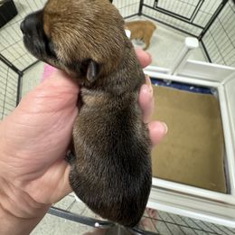 Miniature Schnauzer and Norwich Terrier Puppies from Parker Place  Puppies (Mini schnauzers and Norwich Terriers)