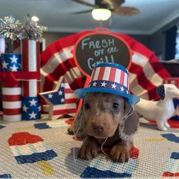 Leo - Fawn (isabella) and cream male Dachshund puppy in Hudson, Michigan from Mittentail Kennel Miniature Dachshunds & Australian Shepherds