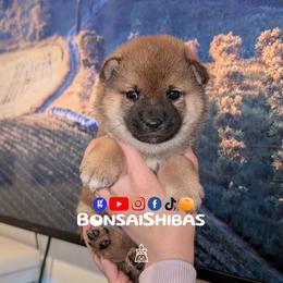 MAKU - Red male Shiba Inu puppy in Minnesota from BonsaiShibas
