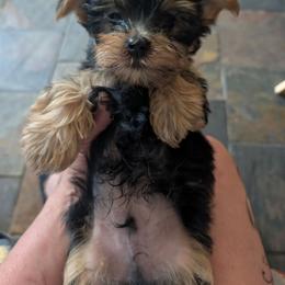 Reign - Black and gold male Yorkshire Terrier puppy in East Alton, Illinois from Yorkies of the Shire