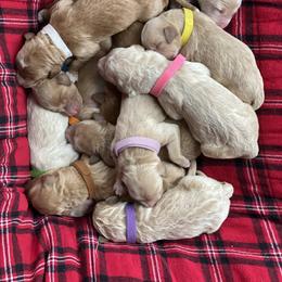 Goldendoodle Puppies from North Star Dog Training