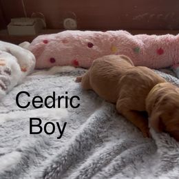 Goldendoodle and Poodle Puppies from Jaeckels Doodles