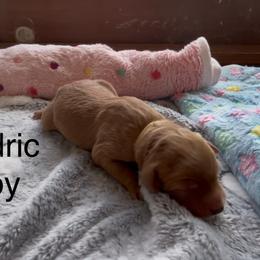Goldendoodle and Poodle Puppies from Jaeckels Doodles