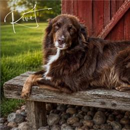 Rivet - Australian Shepherd