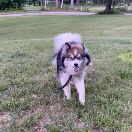 Rocket - Pomsky