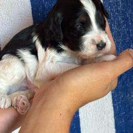 Bruno - Tri-color male Bernedoodle puppy in Longmont, Colorado from Colorado Miniature Bernedoodle Puppies