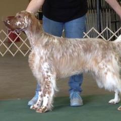 English Setters from Trailstarsetters